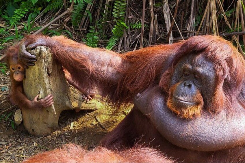 Un orang-outan est assis par terre, près d’un tronc d’arbre. 2