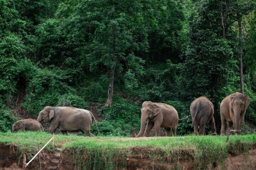 Chiang Mai Elephant Sanctuary, Bamboo Rafting and Waterfall Tour 3