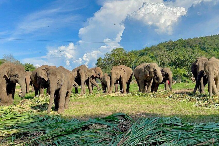 Chiang Mai Elephant Sanctuary, Bamboo Rafting and Waterfall Tour 3