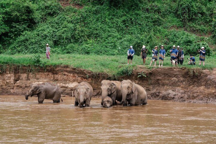 Chiang Mai Elephant Sanctuary, Bamboo Rafting and Waterfall Tour 2