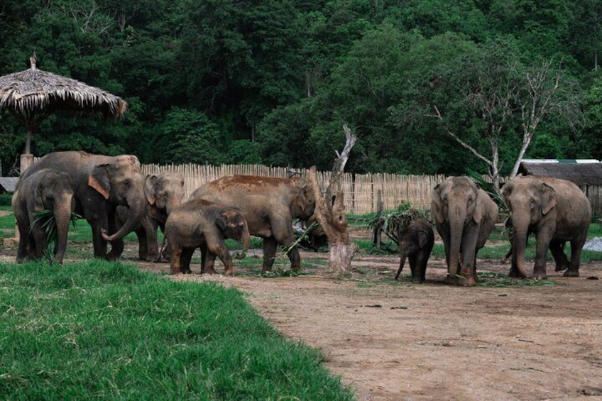 Chiang Mai Elephant Sanctuary, Bamboo Rafting and Waterfall Tour 4