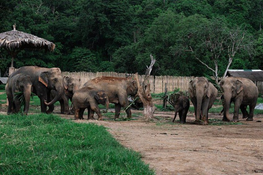 Chiang Mai Elephant Sanctuary, Bamboo Rafting and Waterfall Tour 2