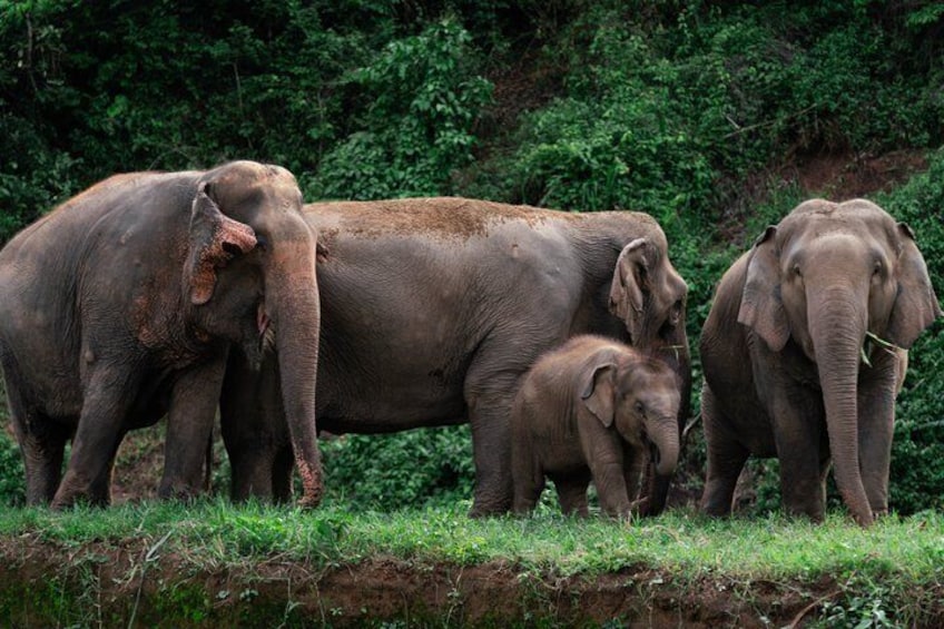 Chiang Mai Elephant Sanctuary, Bamboo Rafting and Waterfall Tour 1