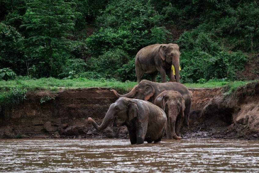 Chiang Mai Elephant Sanctuary, Bamboo Rafting and Waterfall Tour 5