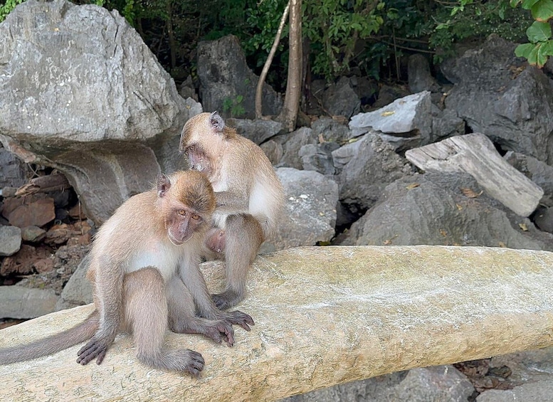 Two monkeys sitting on a log in a rocky outdoor setting. 3