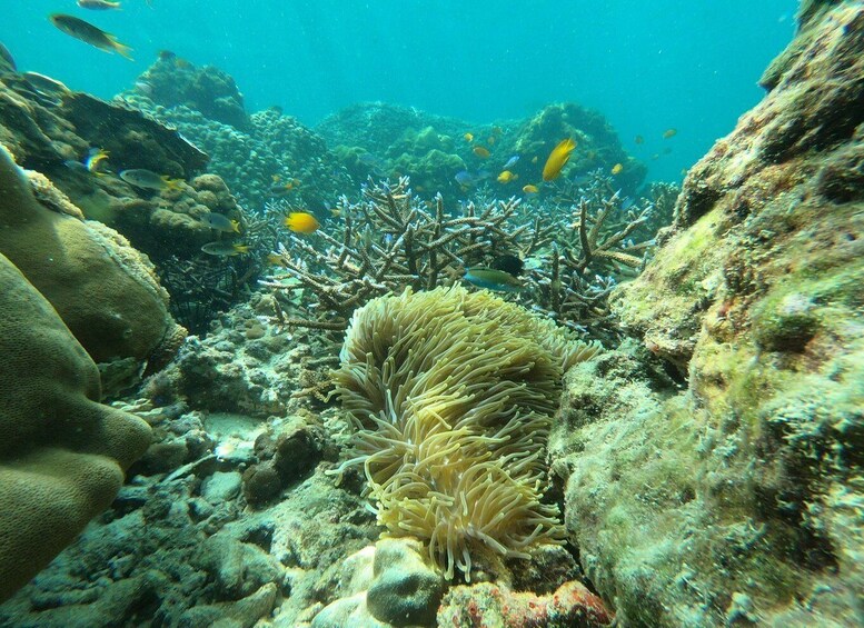 An underwater coral reef with diverse marine life and a prominent sea anemone. 4