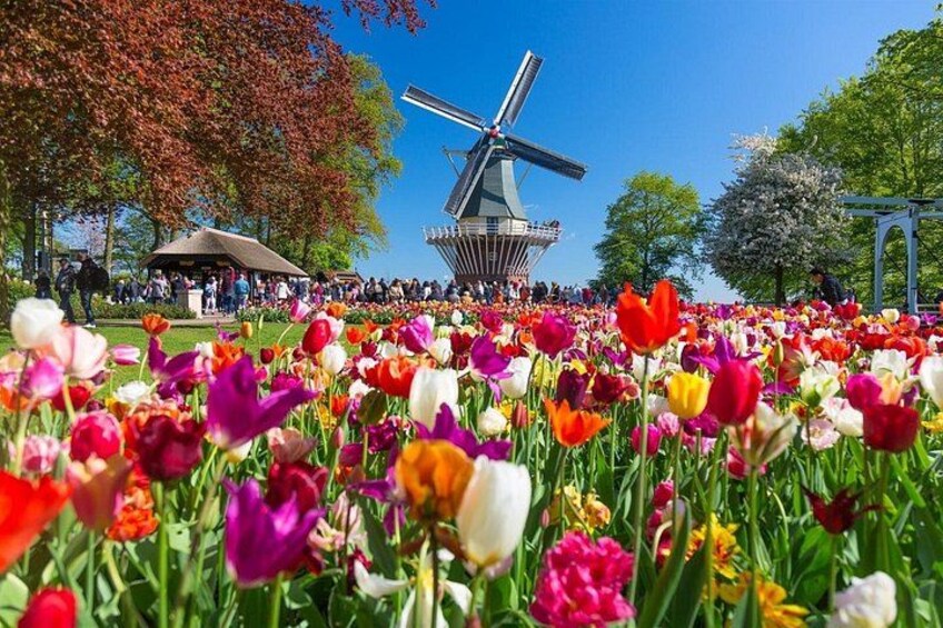A tulip field, a windmill, and a pavilion. 5