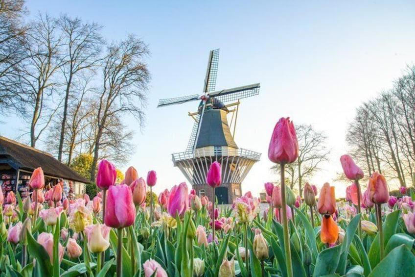 A windmill, tulips, and trees. 2
