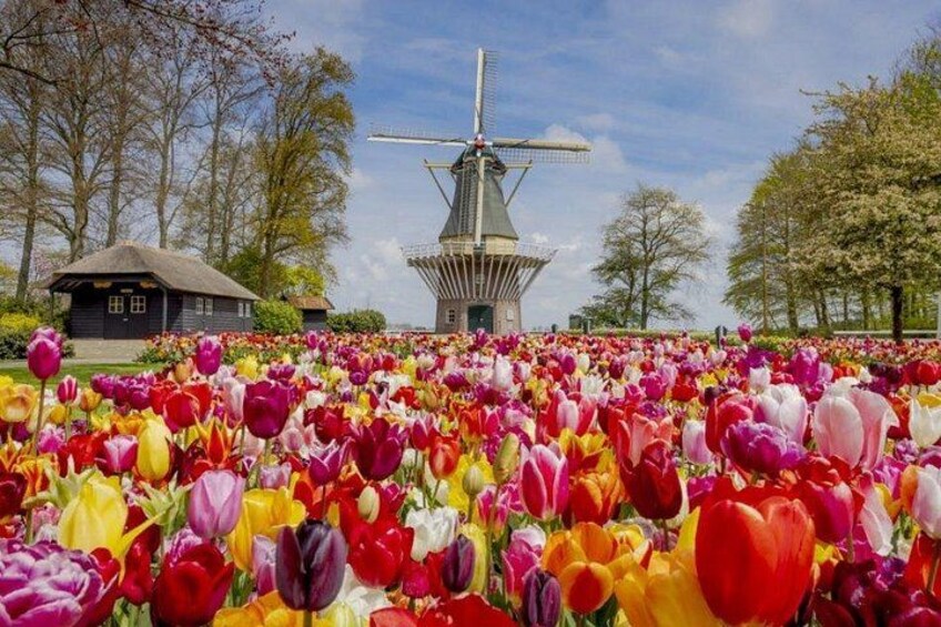 Amsterdam: Keukenhof Entry & Shuttle Bus with Flexible Return 2