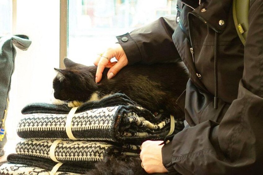 Relax, stroll, and enjoy the company of playful cats in the city 2