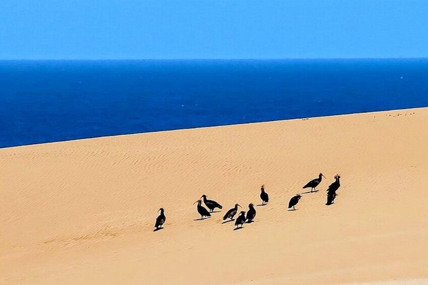 Agadir: Quad Biking and Sandboarding Tour Adventure 2