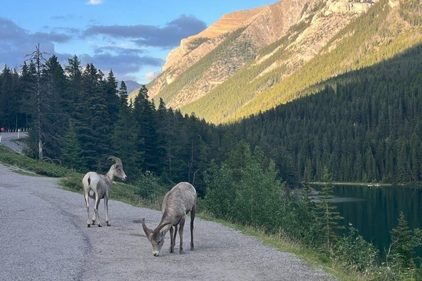 Banff Highlights & Wildlife | Award-Winning Small Group Adventure 4