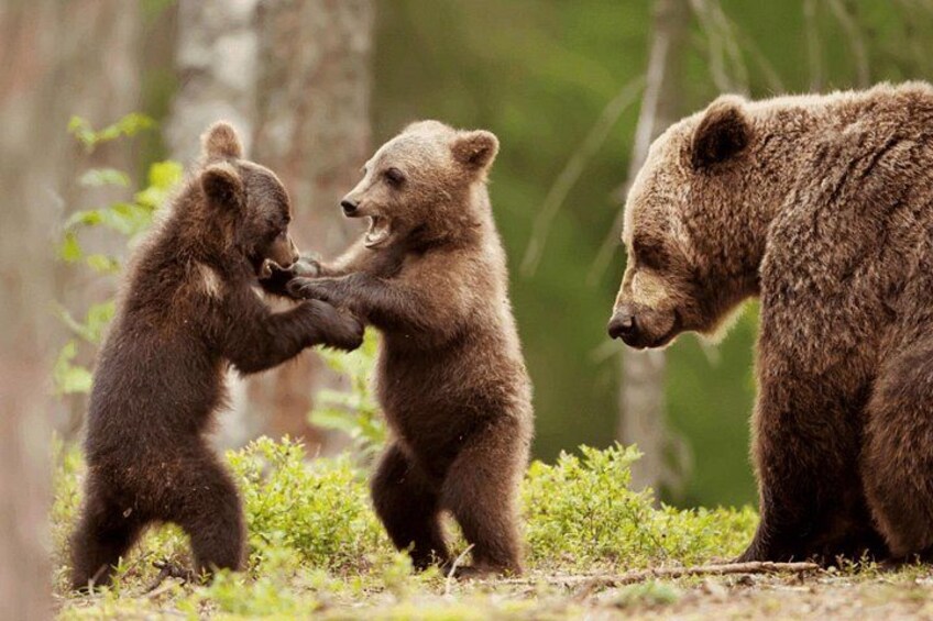 from Brasov Bear Sanctuary day trip 1