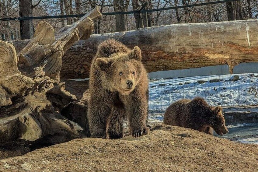 from Brasov Bear Sanctuary day trip 2
