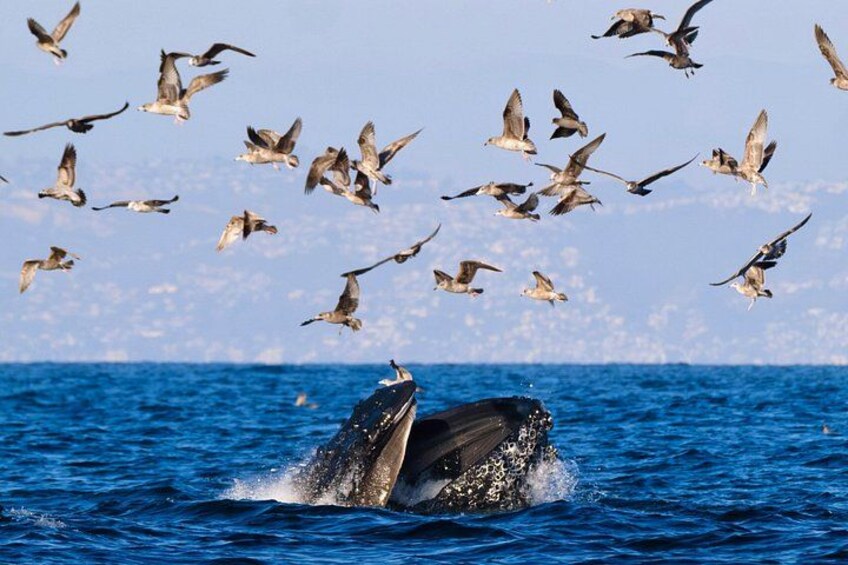 Whale Watching with O’side Whales 4