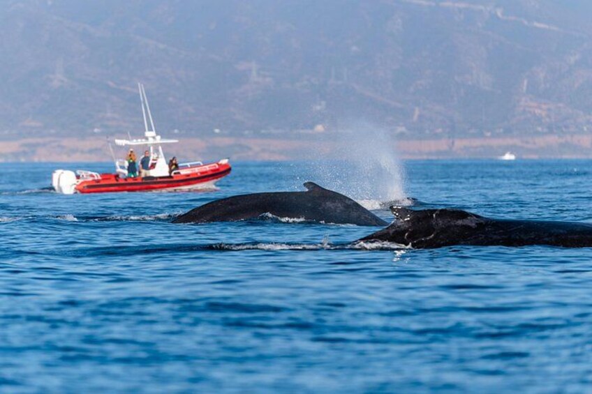 “The best whale watching experience! Our fast and safe boat lets us cover more ocean, giving you the best chance to see whales up close. Small groups, big adventures!” 1