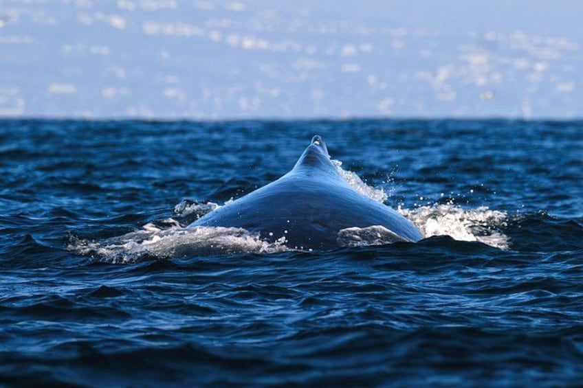 Whale Watching with O’side Whales 5