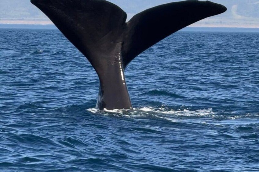 Whale Watching with O’side Whales 3