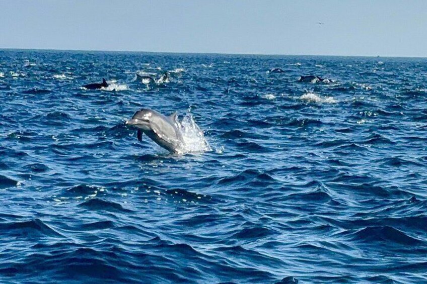 Whale Watching with O’side Whales 2