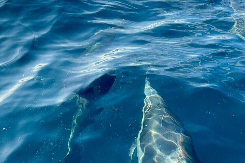 Whale Watching with O’side Whales 3
