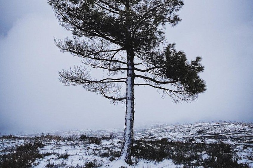 A lone tree on a snow-covered hill. 5