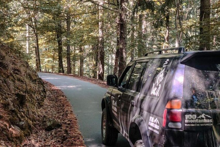 A vehicle on a forest road. 3