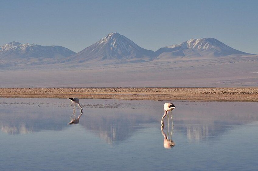 Dos flamencos de pie en una masa de agua tranquila, con una cadena montañosa al fondo. 5