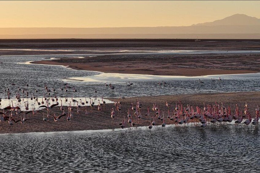 Un gran grupo de flamencos en un humedal con una cadena montañosa al fondo. 3