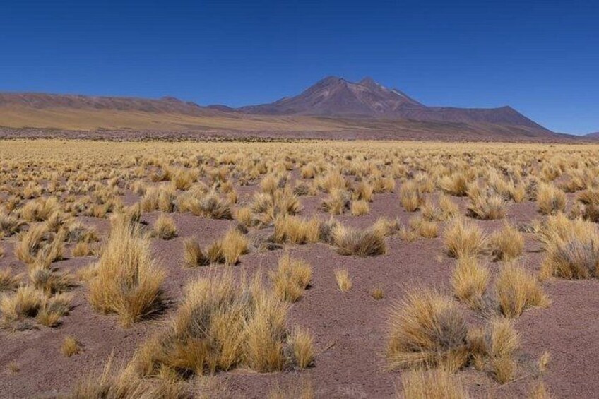 A desert landscape with sparse vegetation and a mountain in the background. 3