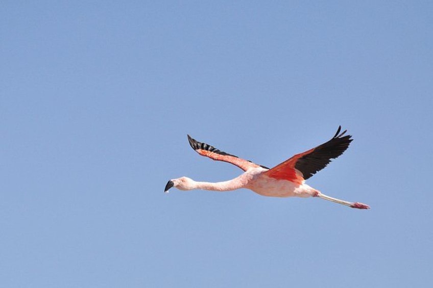 A flamingo in flight against a clear blue sky. 2