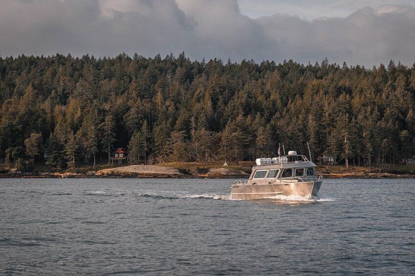 Nanaimo Private Whale Watching 1