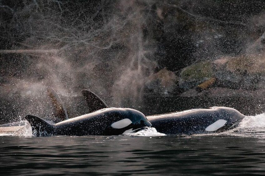 Nanaimo Private Whale Watching 3