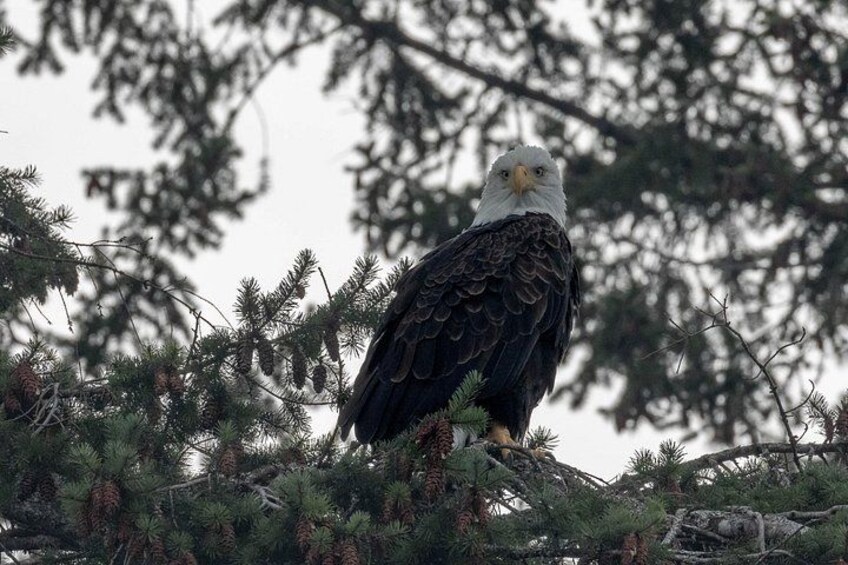 Un águila calva posada en una rama de árbol. 2