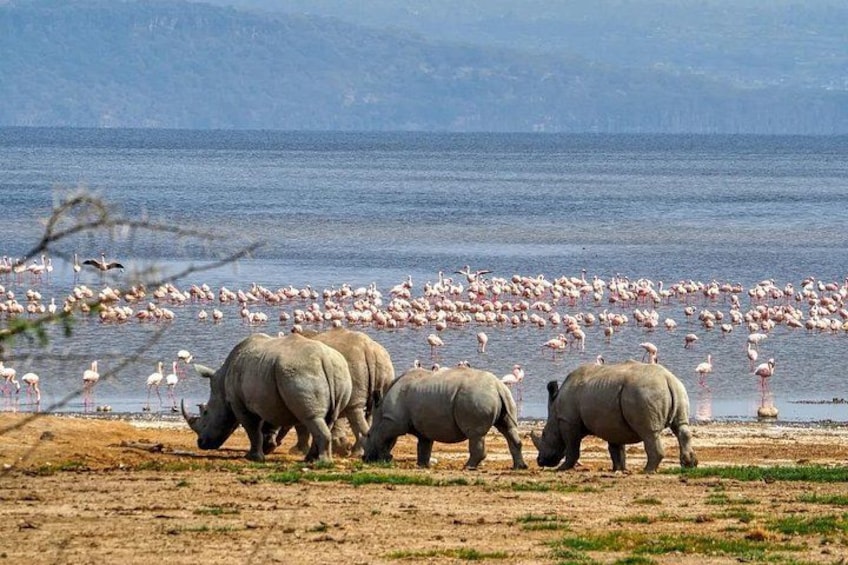 Lake Nakuru National Park Tour With Optional Boat Ride 2