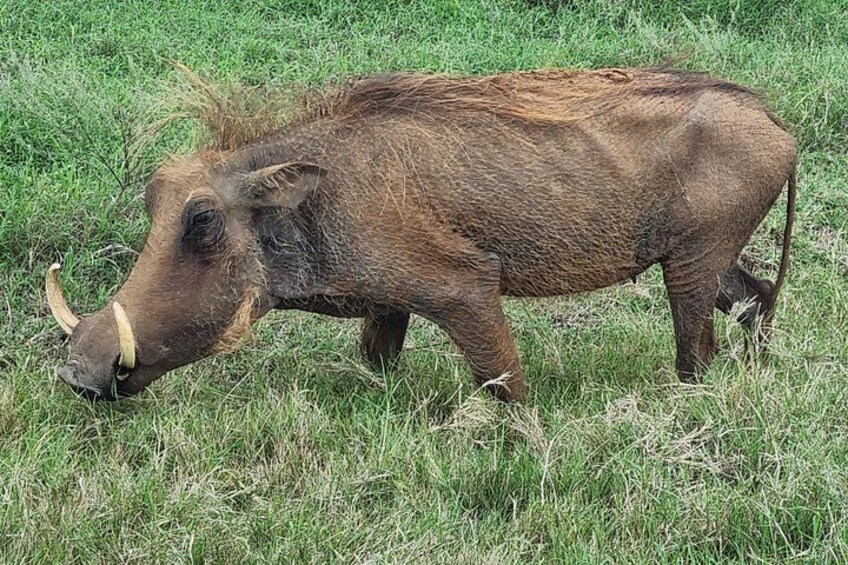A wild boar in a grassy field. 3