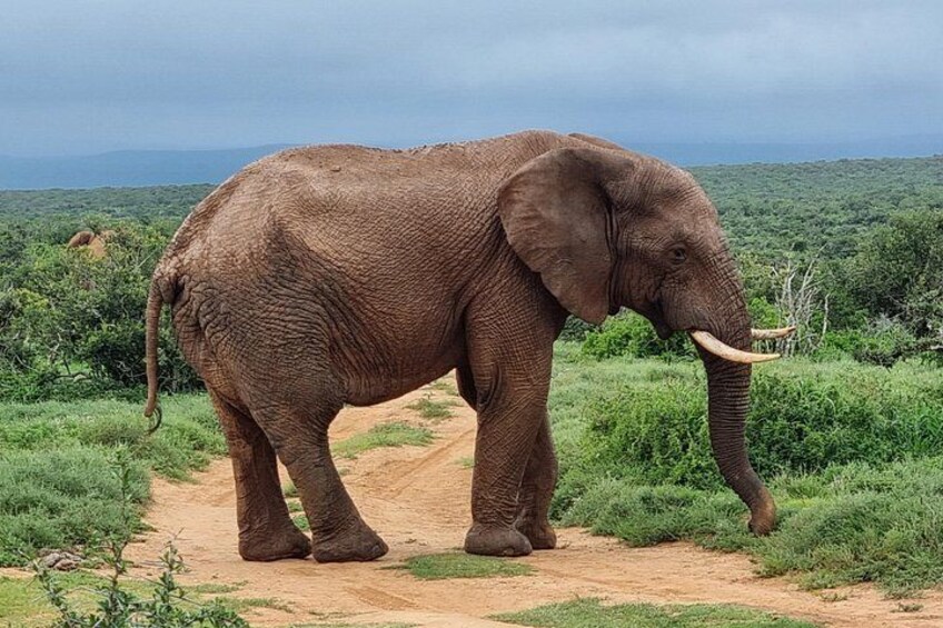 An elephant walking on a dirt path in a green landscape. 1