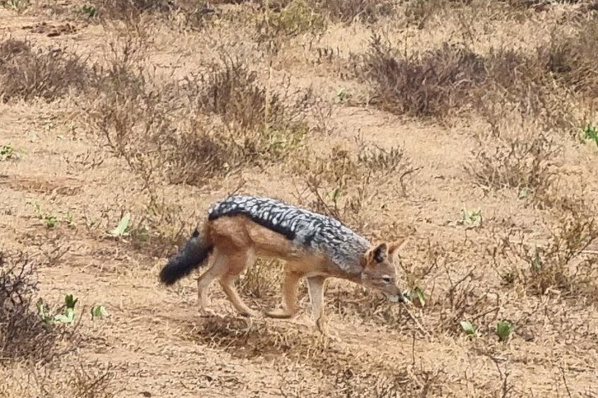 A fox with a patterned coat walking on dry ground with sparse vegetation. 4