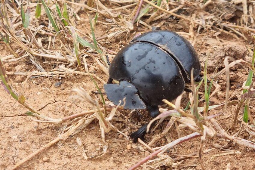A black object on sandy ground with sparse vegetation. 5