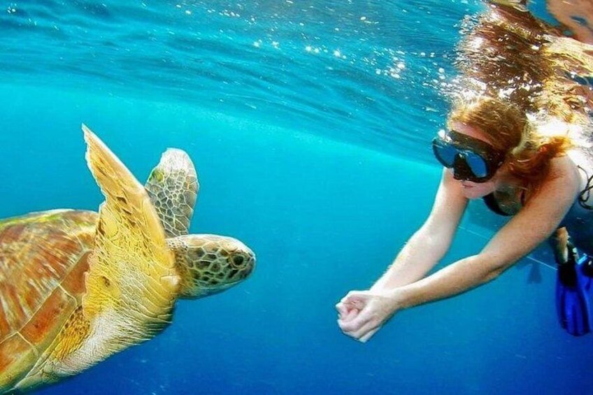 A person underwater interacting with a sea turtle. 3