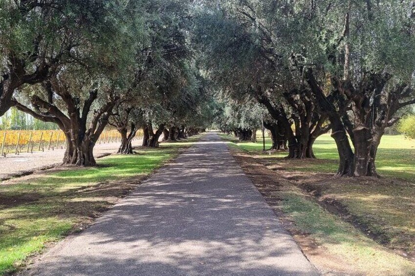 Guided Tour in Catena Zapata with 2 Wineries