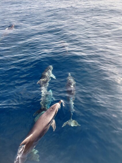 Picture 7 for Activity Dolphin watching in Estepona 4