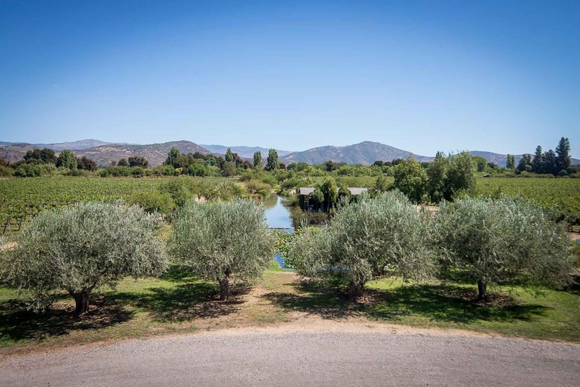 A vineyard with rows of olive trees, a small body of water, and mountains in the background. 1