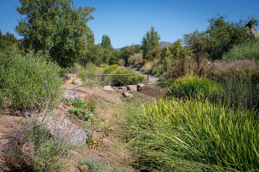 A natural landscape with a variety of vegetation, including tall grasses and shrubs, a dirt path, and a wooden structure. 2