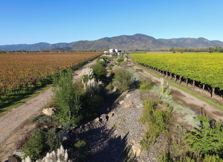 A vineyard with rows of grapevines, a dirt path, and a building in the background. 5