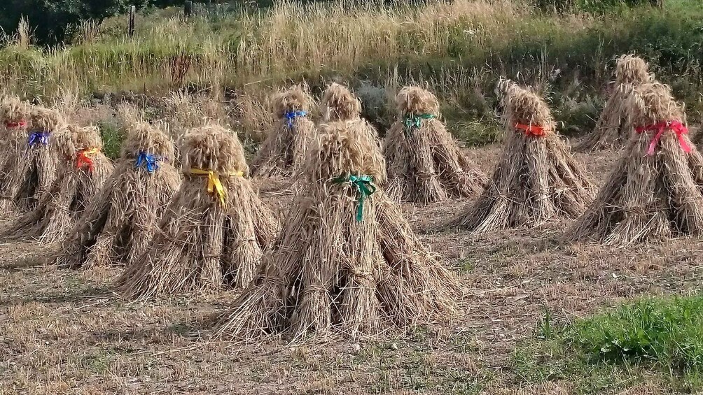 A field of hay bales tied with colorful ribbons. 1