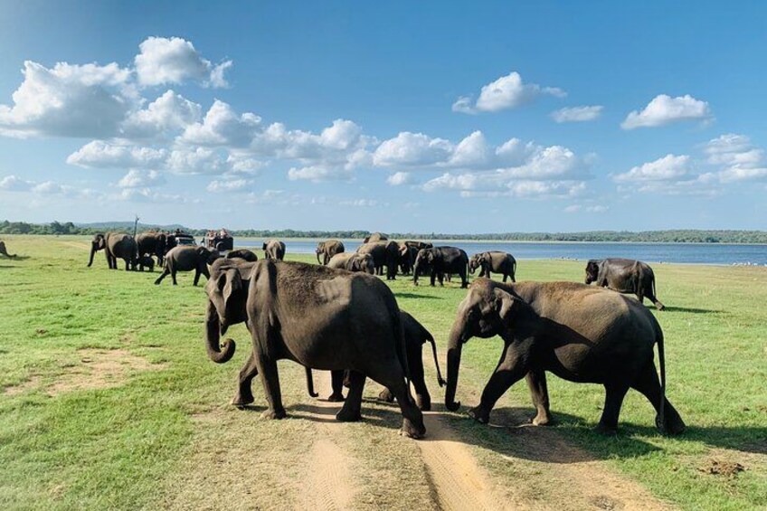 Private Jeep Safari at Minneriya National Park to Visit Elephants 2