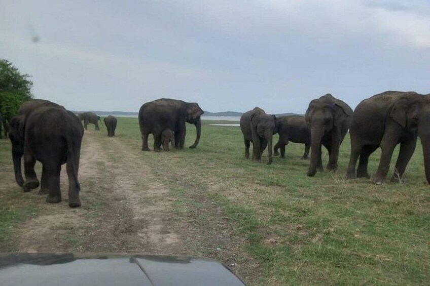 Private Jeep Safari at Minneriya National Park to Visit Elephants 2