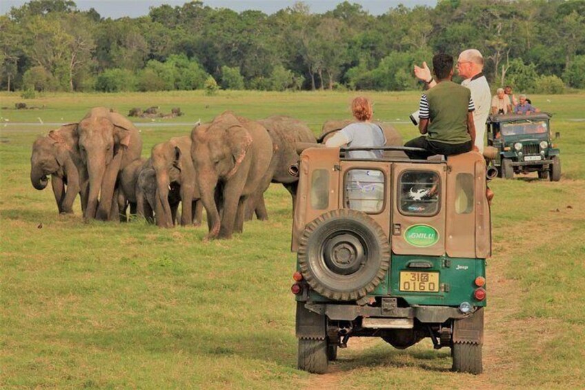 Private Jeep Safari at Minneriya National Park to Visit Elephants 5
