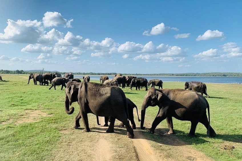 Private Jeep Safari at Minneriya National Park to Visit Elephants 3