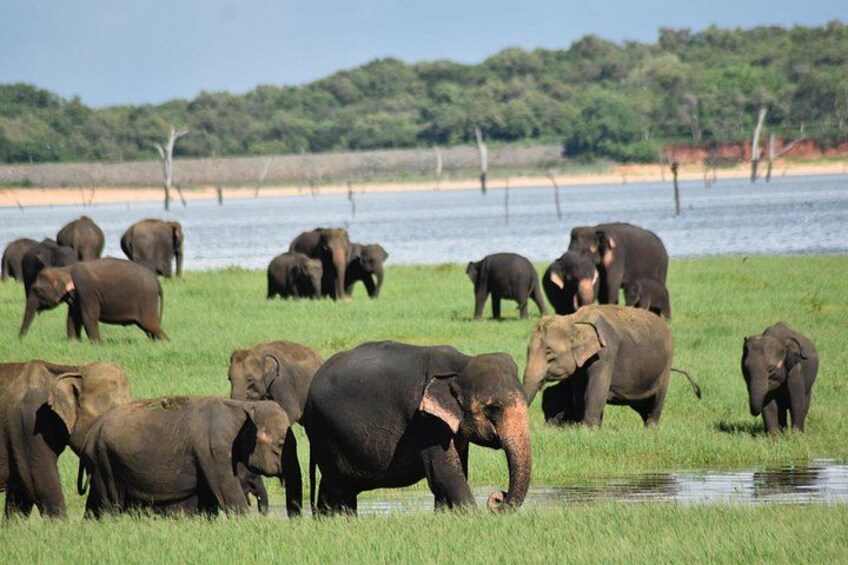 Private Jeep Safari at Minneriya National Park to Visit Elephants 1